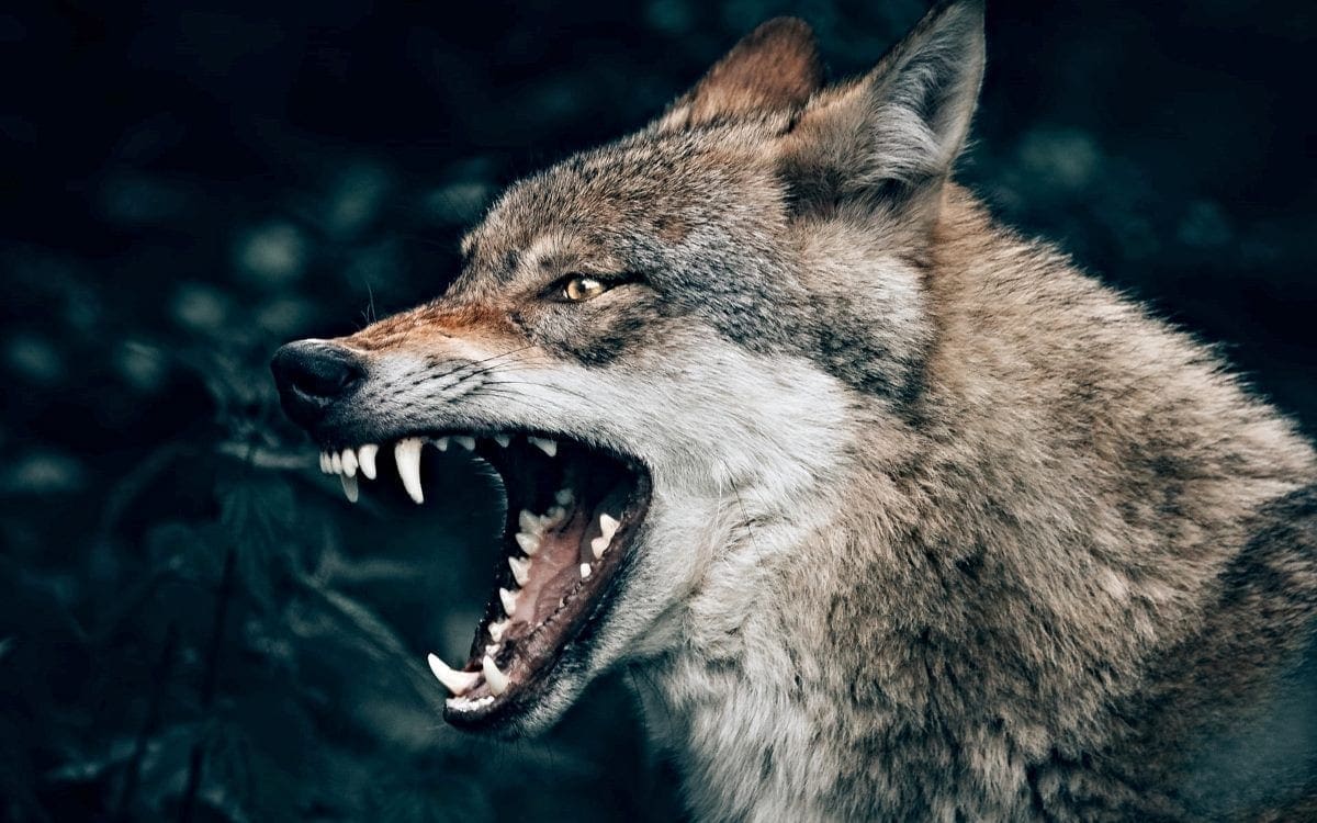 Wolf baring teeth