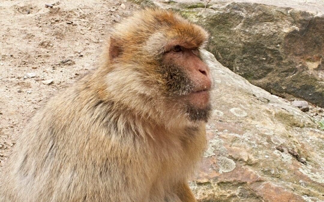 Majorities Around World Affirm Evolution; Christians Less Sure