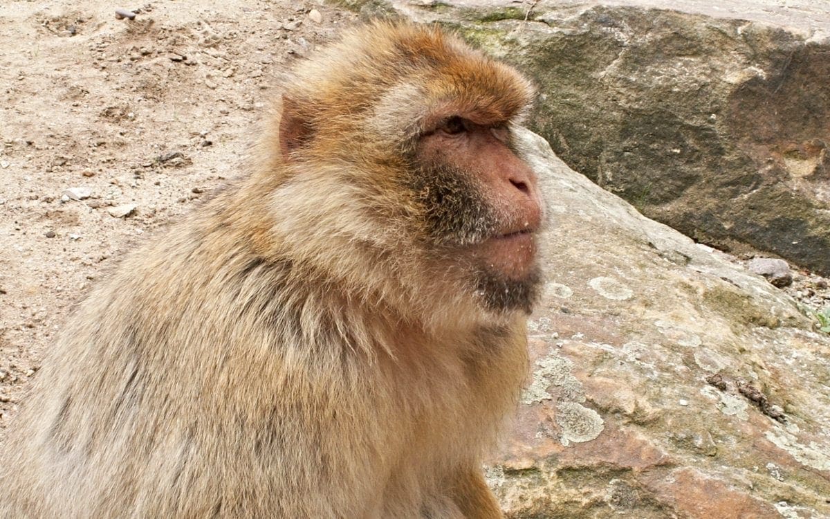 Brown Monkey