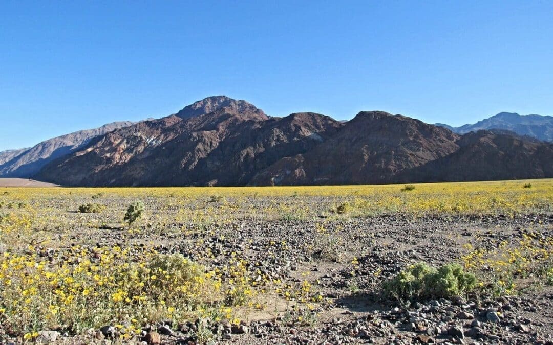 Even Death Valley Erupts with ‘Super Bloom’