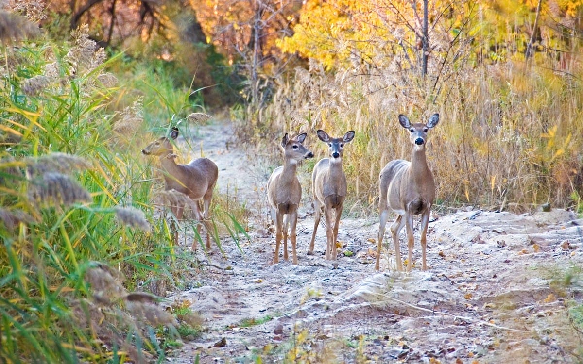 Deer in a forest