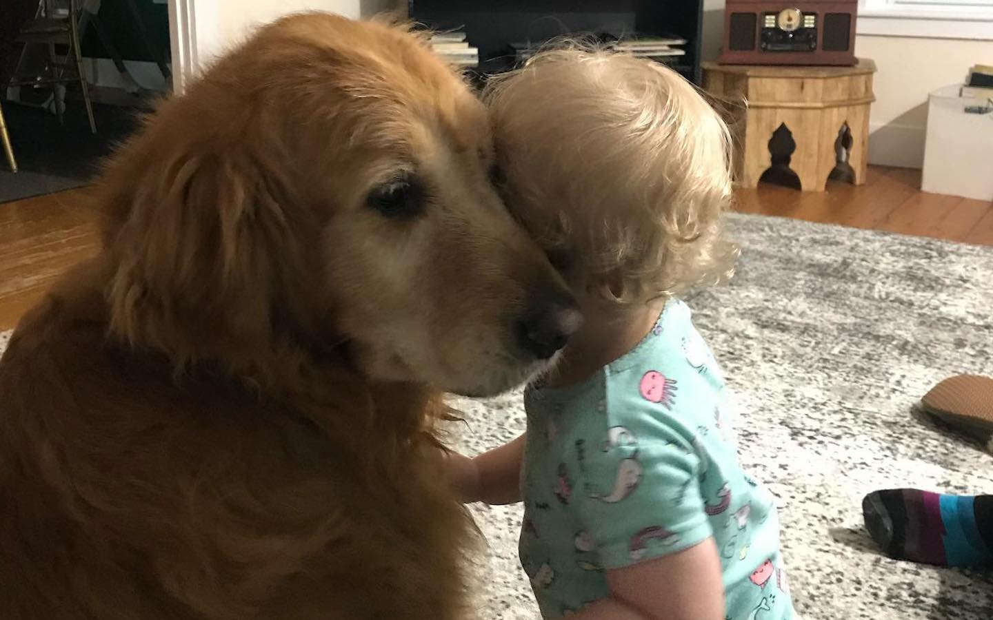 A dog seen up-close with a young child.
