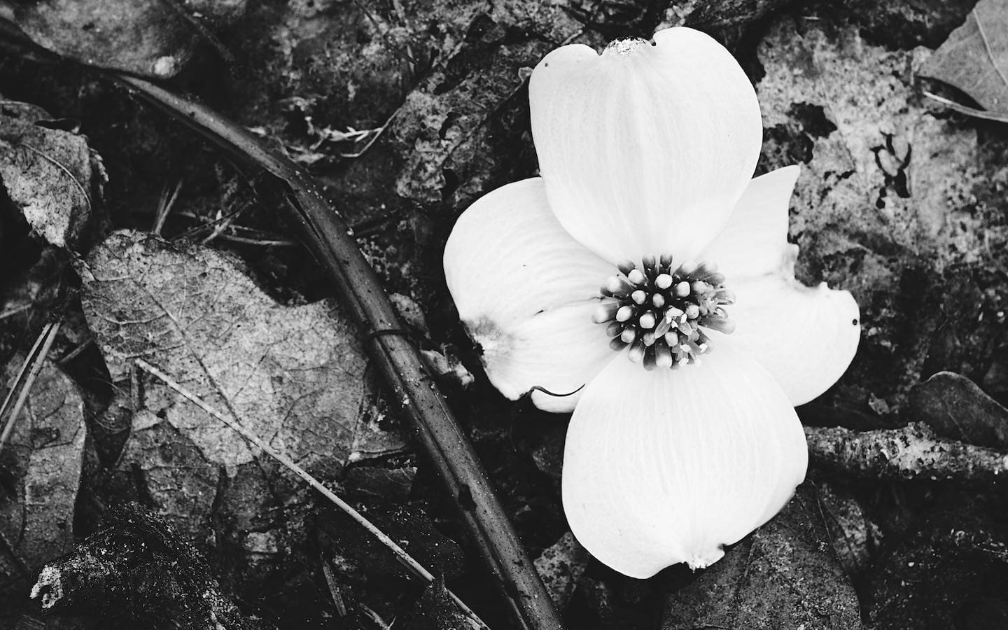 A black-and-white image of dark-colored leaves and twigs on the ground with a single