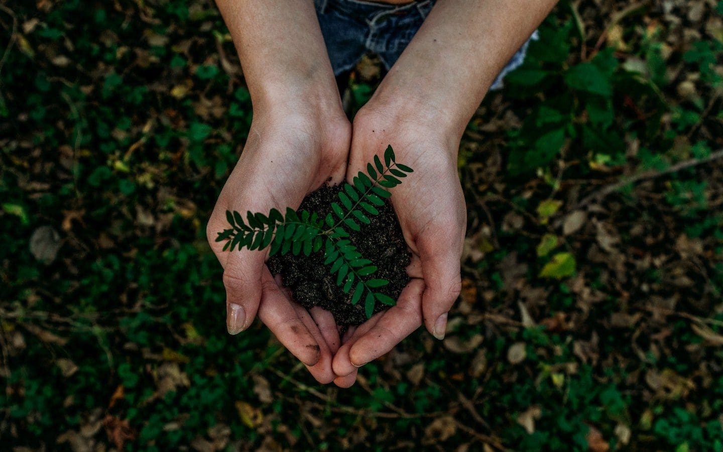 A person standing outside holding a small fern in their hands.