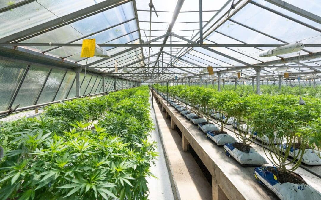 Weekly Churchgoers Only Faith Group Without Majority Approving Marijuana Legalization