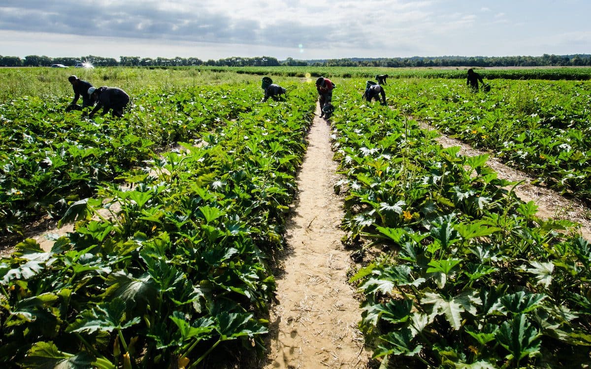 Migrant workers at Kirby Farms in Mechanicsville