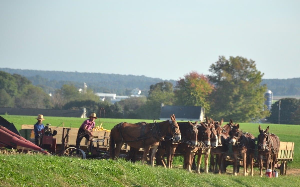 Mules pulling wagons in Amish country.|
