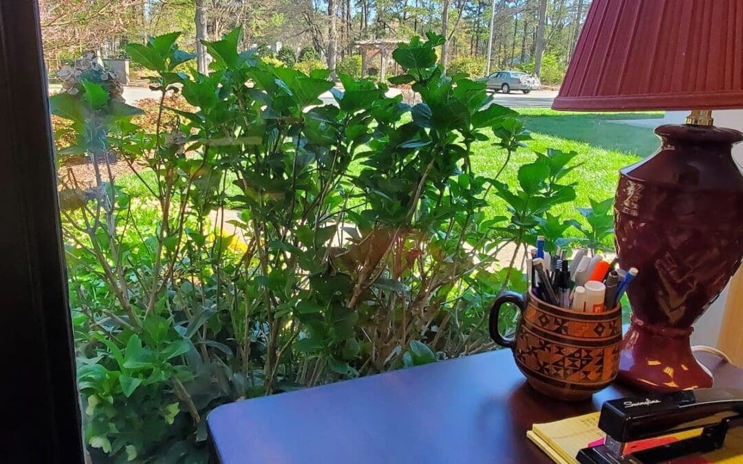 Gardening Mistake Offers Insight on Hope, Patience