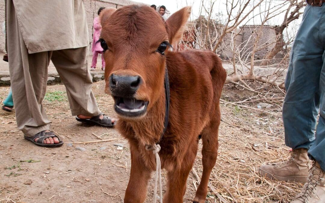 Don’t Have a Cow!