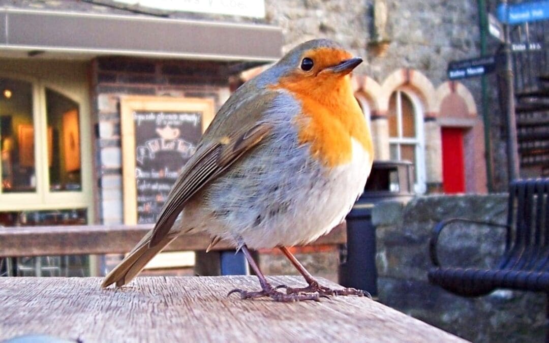 This Earth Day, a Sermon for the Birds