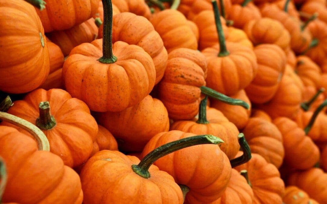 Look Back | After Halloween