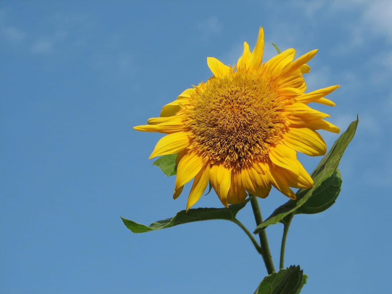 Sunflower blooming in daytime