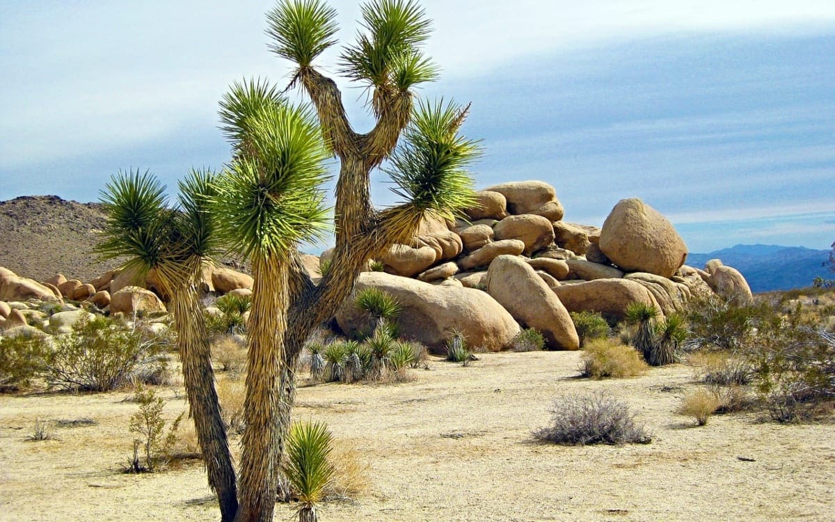 tree in desert