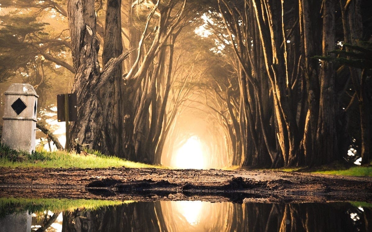 A dirt path lined with trees and the setting sun shining through in the distance.