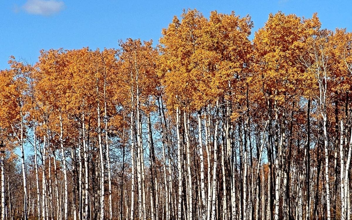 Trees with rust-colored leaves on top