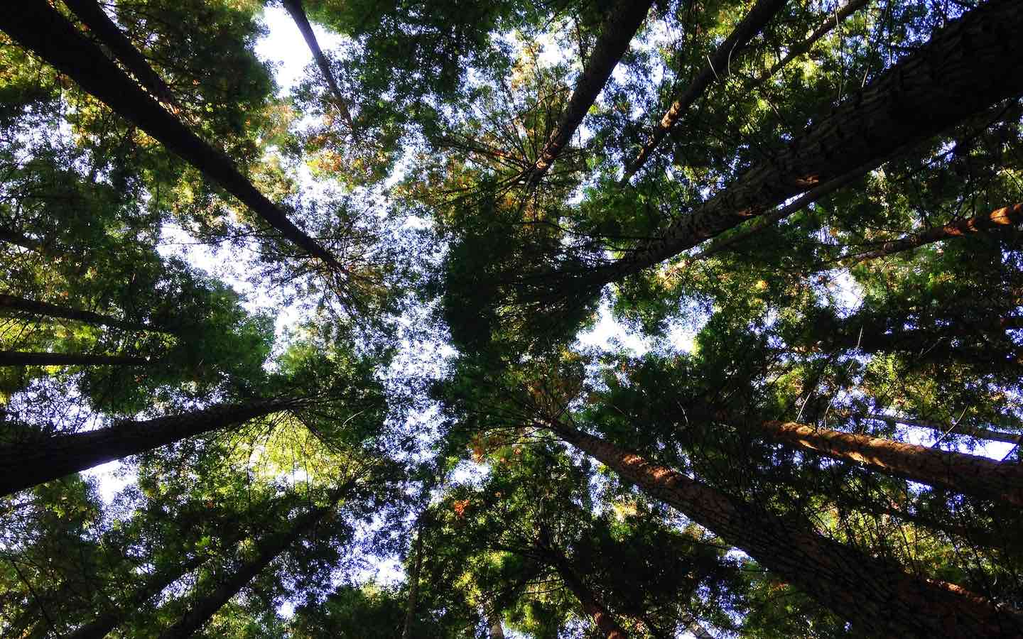 Tall trees seen from below with the sky visible through the branches and leaves.