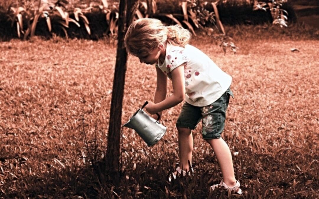 Having Faith: Planting Shade Trees We’ll Never See Bloom