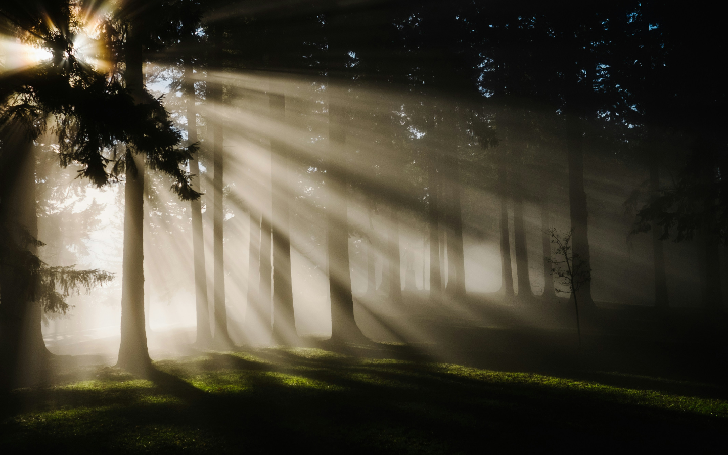 The sunrise breaking through trees in a forest.