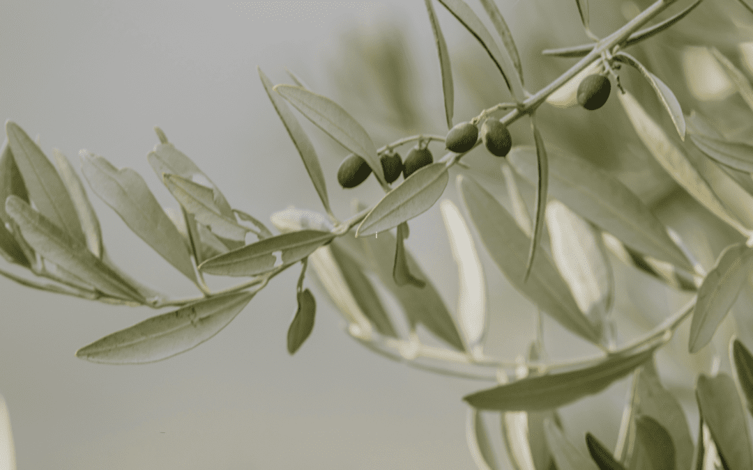 Baptizing An Olive Tree