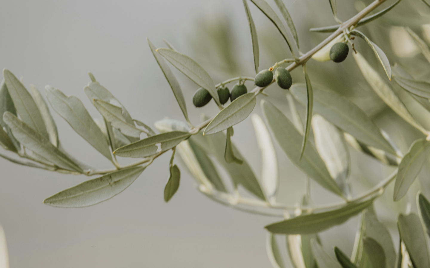 The branch of an olive tree.