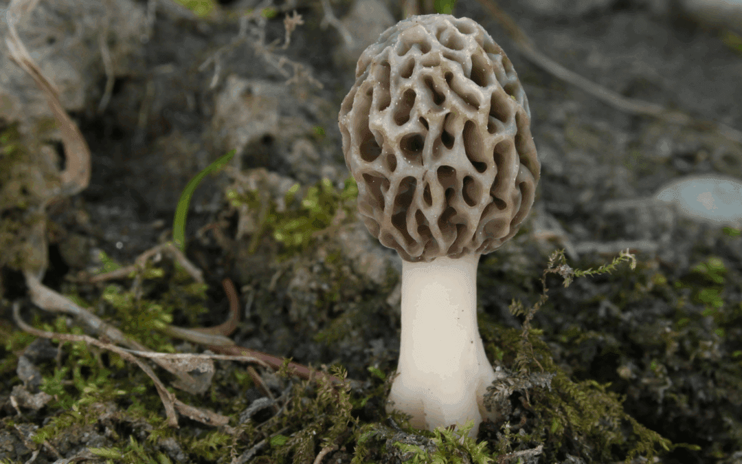 Once Upon a Morel Prize