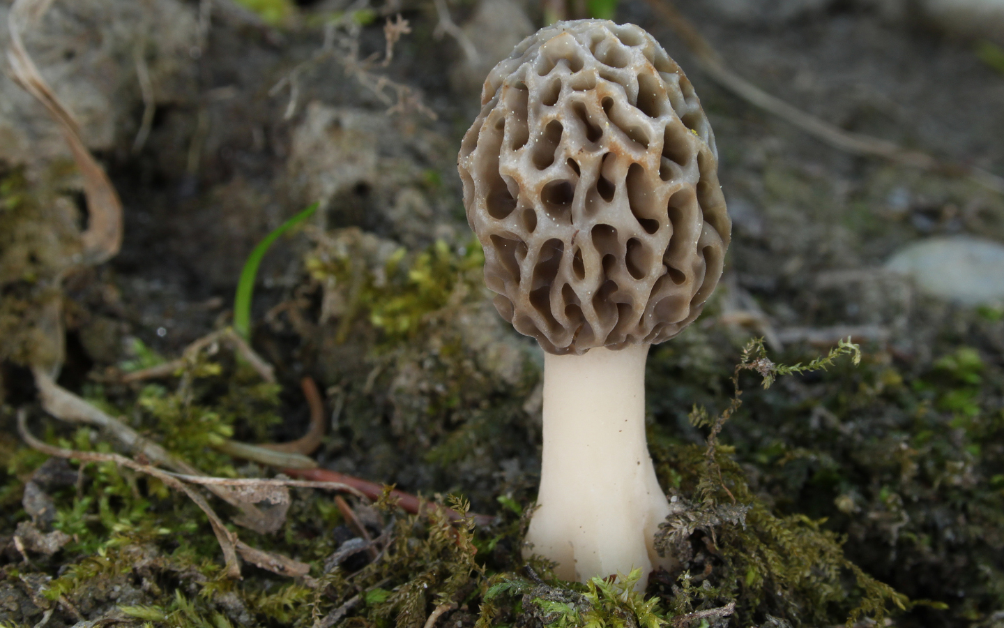 A single morel mushroom grows at the base of a tree.
