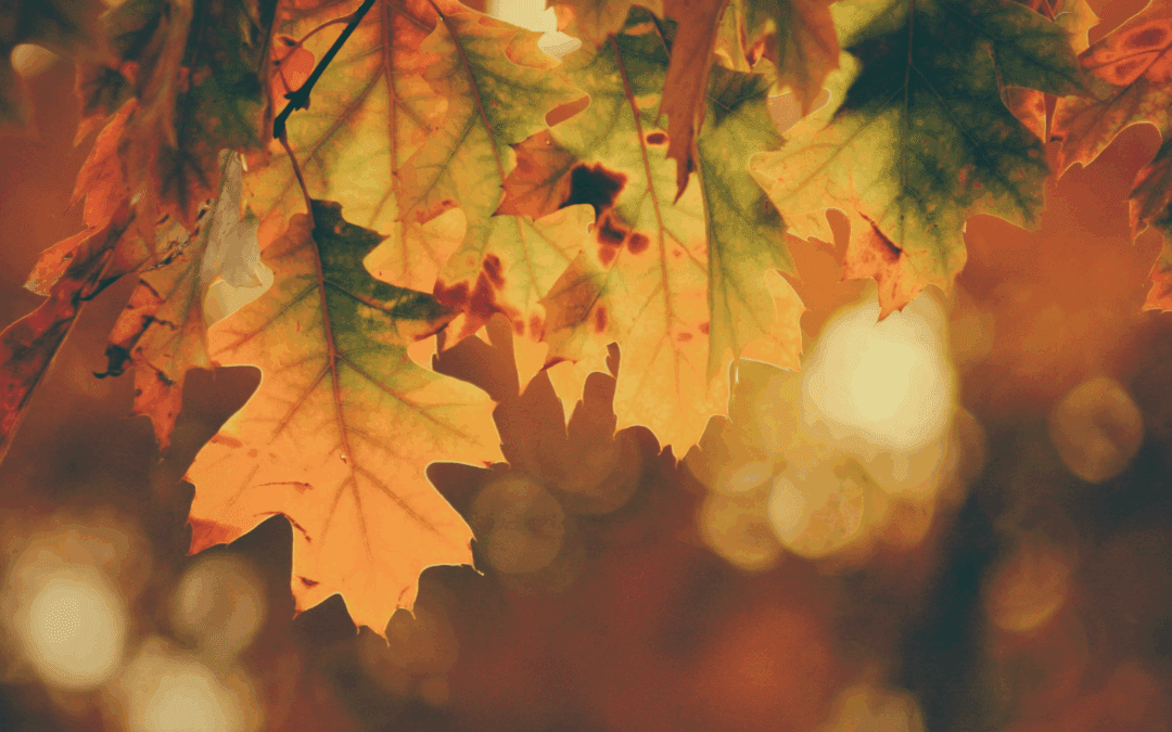 A Thanksgiving Message from Good Faith Media