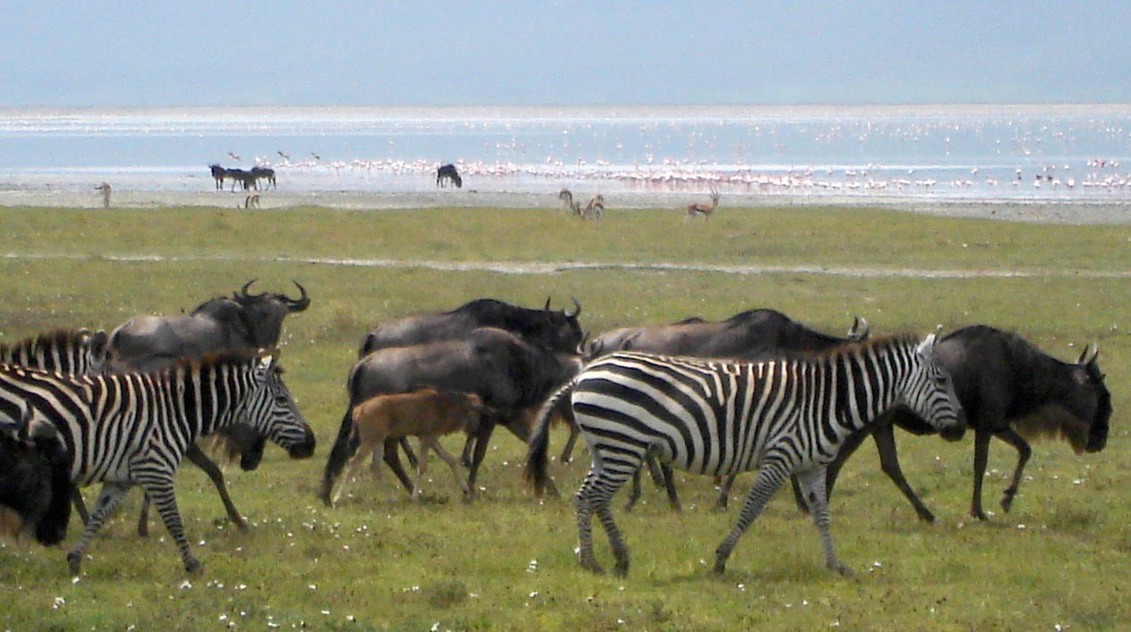 Zebras and wildebeests roaming.