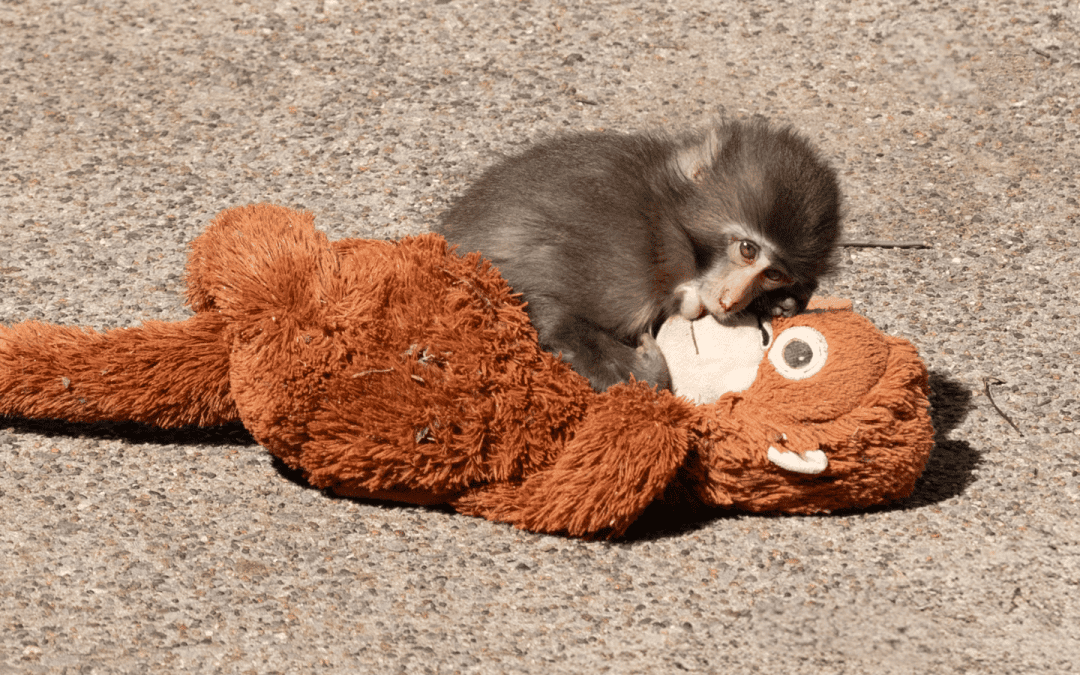 Maternal Separation Ain’t Cute: The Internet’s Obsession with Punch the Monkey and the Church’s Harm of Adoptees