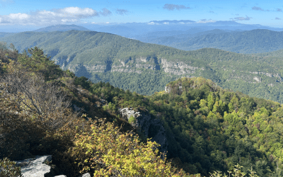 A Failure of Moral Imagination: Losing the Forests and the Trees