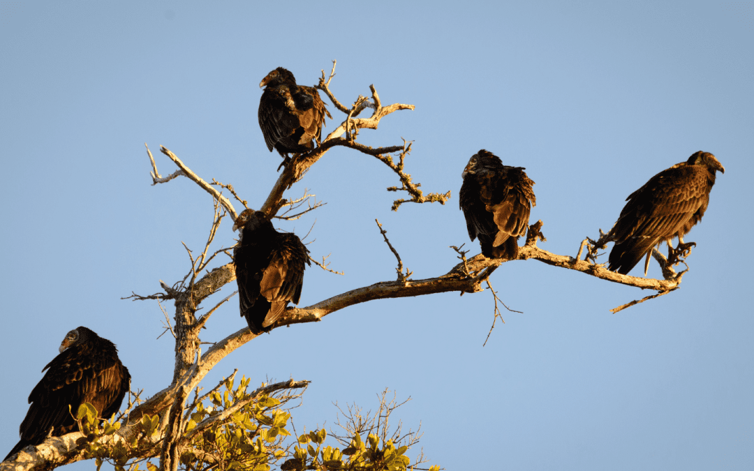 Throwing the Vultures Off Our Trail: Inspiration for Trying Times