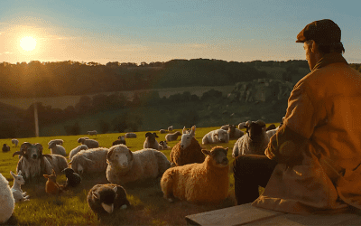 Receiving the Winter Lamb: ‘The Sheep Detectives’ is a Story of Welcome