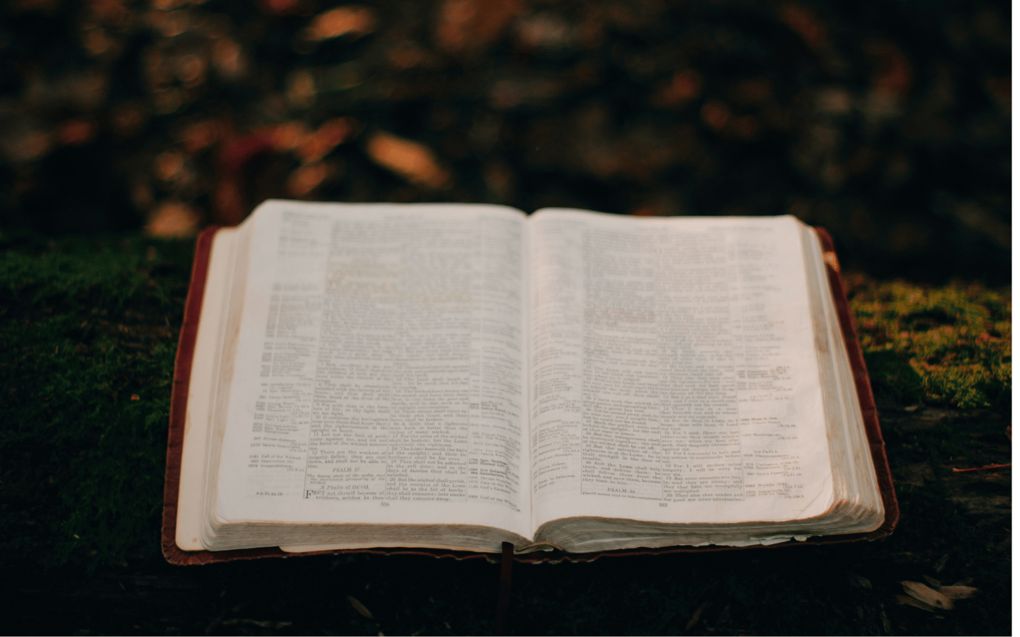 A Bible is open on a tree branch.