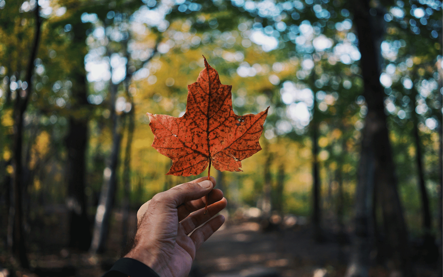 A person holds up a Maple leaf in a Canadian forest.