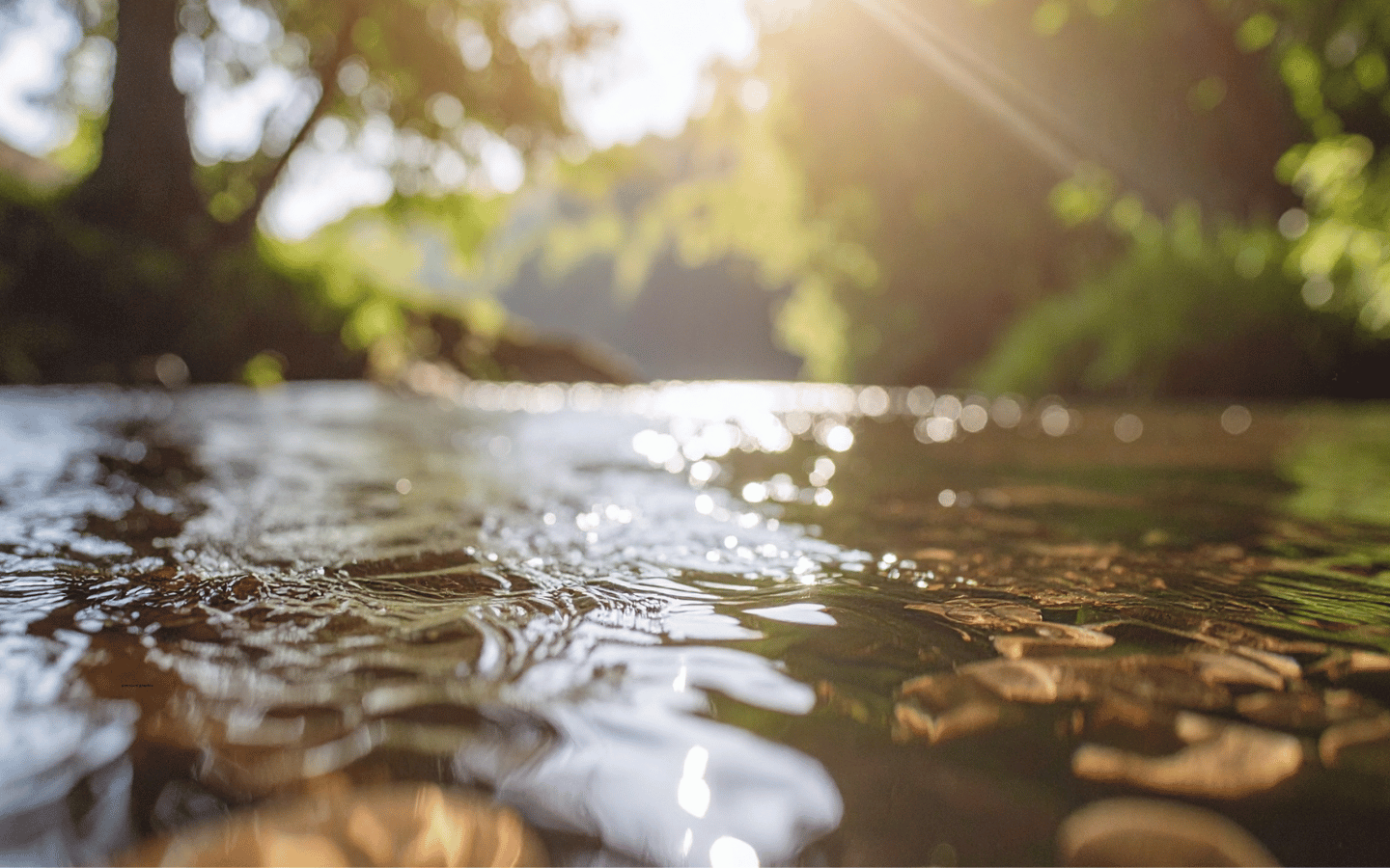 Sunlight reflects on a stream of water flowing through a forest.