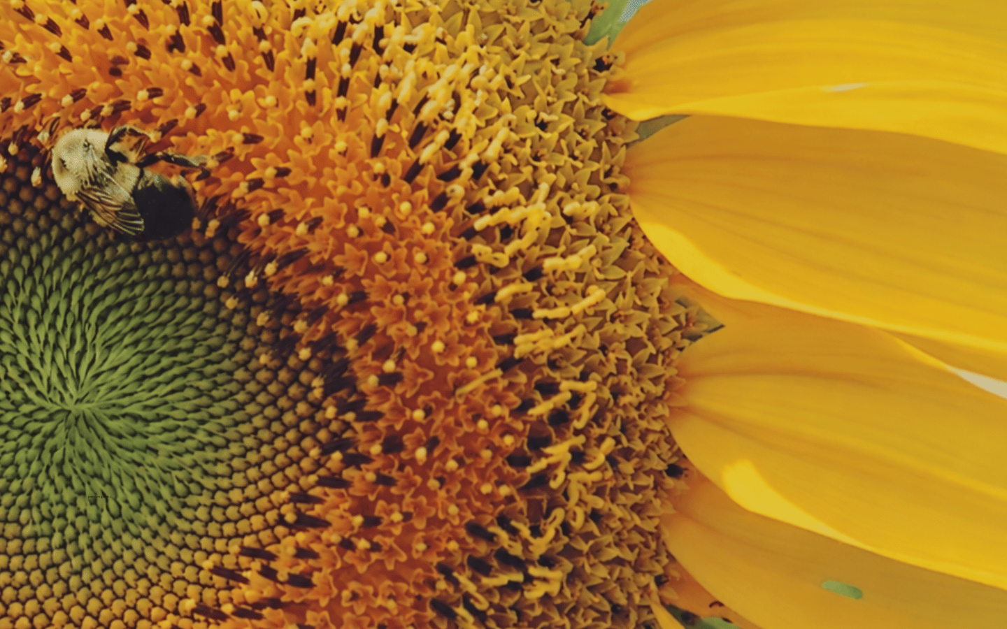 A close-up of a bee on a sunflower.